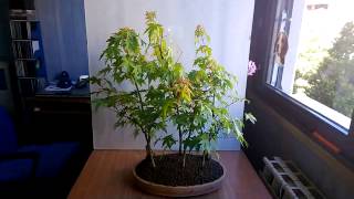 BONSAI BOSCHETTO ACER quotPALMATUMquot [upl. by Noillid335]