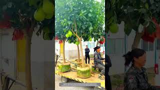 Creative Way Of Container Planting Technique Makes Pomelo Trees Transplantation To Yard Villa Easily [upl. by Brubaker615]