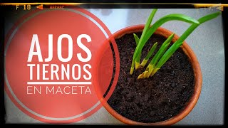 Cómo cultivar AJOS TIERNOS en maceta de forma sencilla sin florituras  macetohuerto ajostiernos [upl. by Arraet]