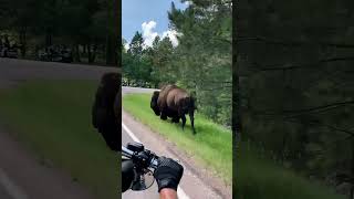 Bison amp Bikers on Way to Sturgis [upl. by Finbur938]