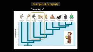 Cladistic Applications  Biology 1B Lecture 21 [upl. by Ydnagrub]