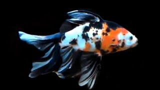 AAA Show Quality Shubunkin Goldfish [upl. by Lussier]