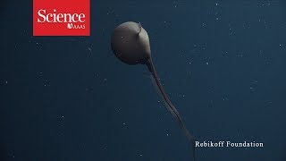 Watch this eel inflate its head like a balloon [upl. by Leal]