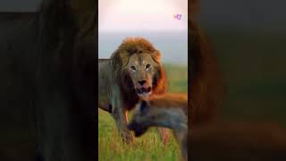 Lion Brothers🦁 தம்பியுடையான் படைக்கு அஞ்சான் lion animals shorts hyena [upl. by Evangeline462]