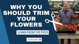 Why amp How You Should TRIM Your Flowers Back  Use This Simple Method [upl. by Carlynn]