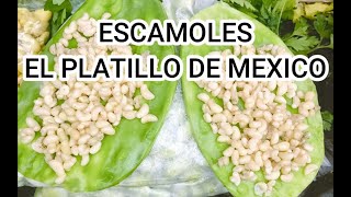 Escamoles platillo Prehispánico de México [upl. by Livy43]