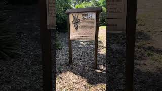 Timucua Midden Mound at Anclote River Park Revisited [upl. by Farand]