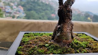 Ficus Ginseng  Branch Pruning  Root Pruning  Repotting [upl. by Waki]