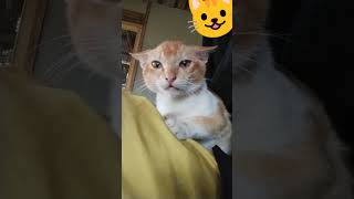 mentahan fypage catlover fypシ゚viral [upl. by Rockwell]