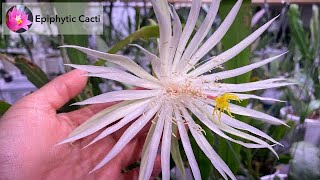 Species  Epiphyllum hookeri [upl. by Ithaman]