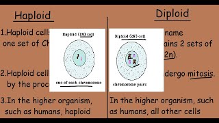 Haploid Cells Vs Diploid Cells Quick 2 min differences [upl. by Emalee]