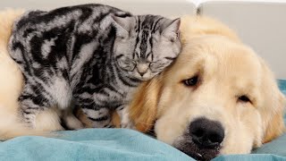 Golden Retriever companions kitten with anxiety disorder throughout childhood [upl. by Annas504]