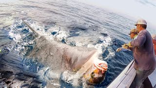 How to Fishermen Longline Fishing Tuna And Shark Catch Thousands of Monster Fish The Big boat [upl. by Ennovihc]