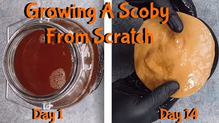 How To Grow A New Kombucha Scoby symbiotic culture of bacteria and yeast [upl. by Retsbew177]