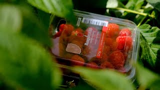 Raspberries at Redberry Farm [upl. by Ciredor290]