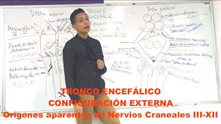 Tronco Encefálico configuración externa orígenes aparentes de los Nervios Craneales III  XI [upl. by Vick]