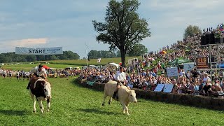 2 Ochsenrennen MIX 01092024  Halbamp Finale  Münsing am Starnbergersee [upl. by Cavan532]