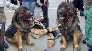 🐕‍🦺Watch this Cute Dog Charm Everyone at Horse Guards Parade [upl. by Alasteir]