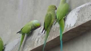 wild roseringed parakeets [upl. by Ttihw148]