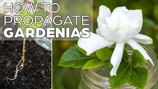 Propagating Gardenia  The Easy Method [upl. by Notirb]