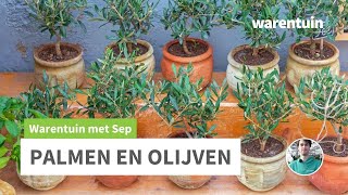 Alles over palmen en olijfbomen [upl. by Emmott]