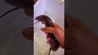 Peixes pulmonados africanos ou Dipnoi conhecimento interessantes peixe [upl. by Anuat970]