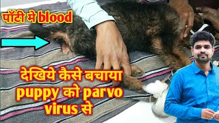 parvo virus। puppy recovered from deadly parvo virus [upl. by Kotick]