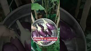 बैगन farming brinjal 🧺 in Terrace Gardening vegetables farmer farming agriculture [upl. by Calvina]