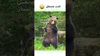 دب بني يرقص مدبلج كوميدي 😂  دبلجةمضحكة ضحك اكسبلور funny السعودية mykingo كوميديا دب ضحك [upl. by Noivad]