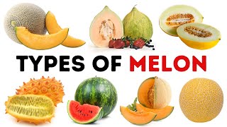 types of melon  Category of Melons  Fresh Melons [upl. by Chadwick]