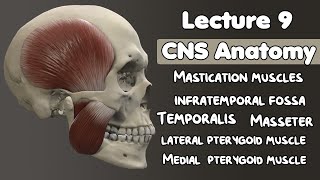 9CNS Anatomy  Mastication muscles  Masseter  Temporalis  lateral and medial pterygoid muscles [upl. by Anivlac]