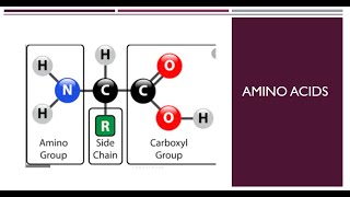 Amino Acids Structures [upl. by Nedmac309]