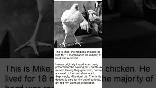 Mike The Headless Chicken 🐓🐓youtubevideovloglivelifeyoutubechannelmemestwitchvirallol [upl. by Yelsgnik]