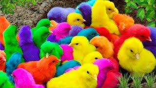 Menangkap ayam lucu ayam warna warni ayam rainbow bebek angsa ikan hias ikan cupang Kelinci [upl. by Lewap]