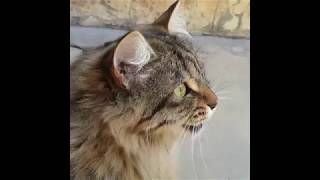 Cats Chirping and Chattering  CAT COMPILATION [upl. by Pomcroy]