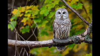 🦉🦉Barred Owl Hooting at nighttime🦉🦉 [upl. by Jojo]