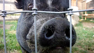 Eating like a pig pot bellied pig eats a cucumber pig funnypig farmanimals [upl. by Mavra]