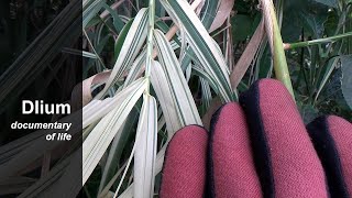 Giant reed Arundo donax [upl. by Salangi]