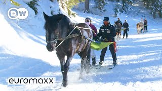 The Traditional Winter Sport Of Skijoring [upl. by Hance]