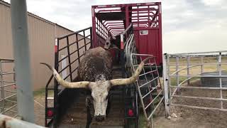 long horn cattle texas [upl. by Eldwin]