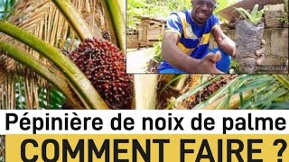 comment pré germer le palmier a huile Tenera noix de palme prégermer [upl. by Bright]