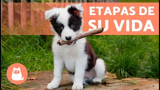 ¿Hasta qué EDAD un PERRO es CACHORRO 🐶 Etapas del Comportamiento de un Perro [upl. by Esinad]