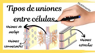 Tipos de UNIONES entre las CÉLULAS [upl. by Marthena787]