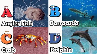 ABC Sea Animals song  Learn Alphabets  English and Animals for Kids  Alphabets Kids Song [upl. by Segroeg485]