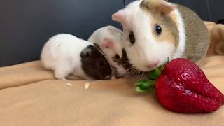 My Guinea Pigs Dont Like Strawberries [upl. by Ahsenyl327]