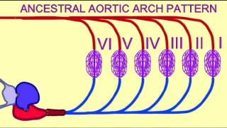 FISH GILLS COUNTERCURRENT FLOW [upl. by Kenon]