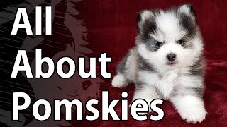 All About Pomskies  A Pomsky Video [upl. by Eohce719]