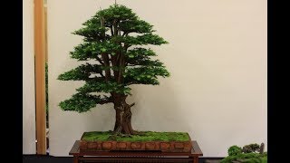 Taxus baccata English Yew Bonsai [upl. by Atikir]