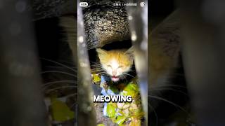 Kitten Stuck In Sewage For 3 Days Cries For Humans ❤️cat catshorts catlife [upl. by Feune]