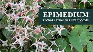 Epimediums longlasting early spring bloomers for a shade garden with Tony Avent [upl. by Freyah]